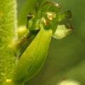 Bradáček vejčitý (Listera ovata)