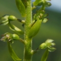 Bradáček vejčitý (Listera ovata)