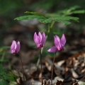 Brambořík nachový (Cyclamen purpurascens)