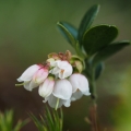 Brusnice brusinka (Vaccinium vitis-idaea)