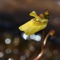 Bublinatka menší (Utricularia minor)