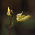 Bublinatka menší (Utricularia minor)