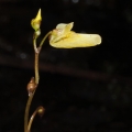 Bublinatka menší (Utricularia minor)