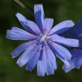 Čekanka obecná (Cichorium intybus)