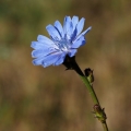 Čekanka obecná (Cichorium intybus)