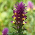 Černýš rolní (Melampyrum arvense)