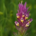 Černýš rolní (Melampyrum arvense)