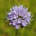 Čertkus luční (Succisa pratensis)