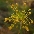Česnek žlutý (Allium flavum)