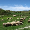 cestou na Monte Sacro