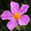 Cist vlnatý (Cistus albidus)