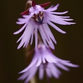 Dřípatka horská (Soldanella montana)