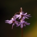 Dřípatka horská (Soldanella montana)