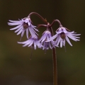 Dřípatka horská (Soldanella montana)