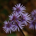 Dřípatka horská (Soldanella montana)