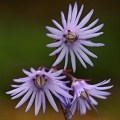Dřípatka horská (Soldanella montana)