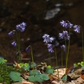 Dřípatka horská (Soldanella montana)