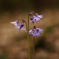 Dřípatka horská (Soldanella montana)