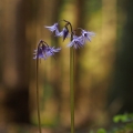 Dřípatka horská (Soldanella montana)