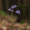 Dřípatka horská (Soldanella montana)