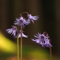 Dřípatka horská (Soldanella montana)