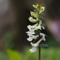 Dymnivka dutá (Corydalis cava)