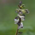 Dymnivka dutá (Corydalis cava)