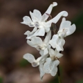 Dymnivka dutá (Corydalis cava)