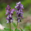 Dymnivka dutá (Corydalis cava)