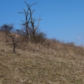 Hlaváček jarní (Adonis vernalis)