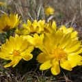 Hlaváček jarní (Adonis vernalis)
