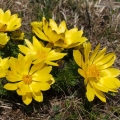 Hlaváček jarní (Adonis vernalis)