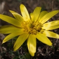 Hlaváček jarní (Adonis vernalis)
