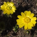 Hlaváček jarní (Adonis vernalis)
