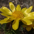Hlaváček jarní (Adonis vernalis)
