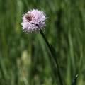 Hlavinka horská (Traunsteinera globosa)