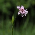 Hlavinka horská (Traunsteinera globosa)