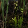 Hlízovec Loeselův (Liparis loeselii)