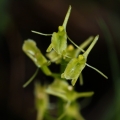 Hlízovec Loeselův (Liparis loeselii)