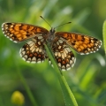 Hnědásek jitrocelový (Melitaea athalia)