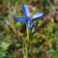 Hořec brvitý (Gentianopsis ciliata)