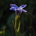Hořec brvitý (Gentianopsis ciliata)