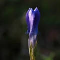 Hořec brvitý (Gentianopsis ciliata)