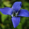 Hořec brvitý (Gentianopsis ciliata)