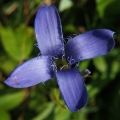 Hořec brvitý (Gentianopsis ciliata)
