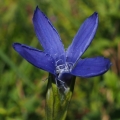 Hořec brvitý (Gentianopsis ciliata)