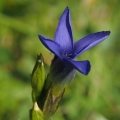 Hořec brvitý (Gentianopsis ciliata)