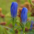 Hořec hořepník (Gentiana pneumonanthe)