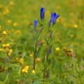Hořec hořepník (Gentiana pneumonanthe)