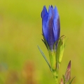 Hořec hořepník (Gentiana pneumonanthe)